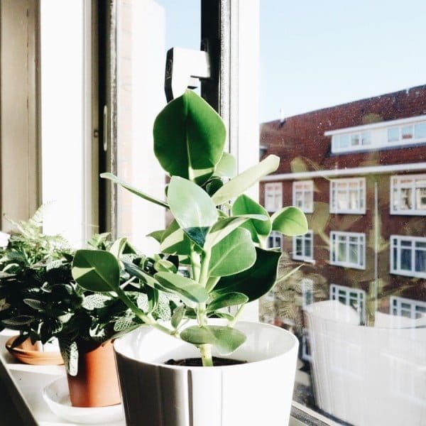 Meer groen in huis met Ogreen