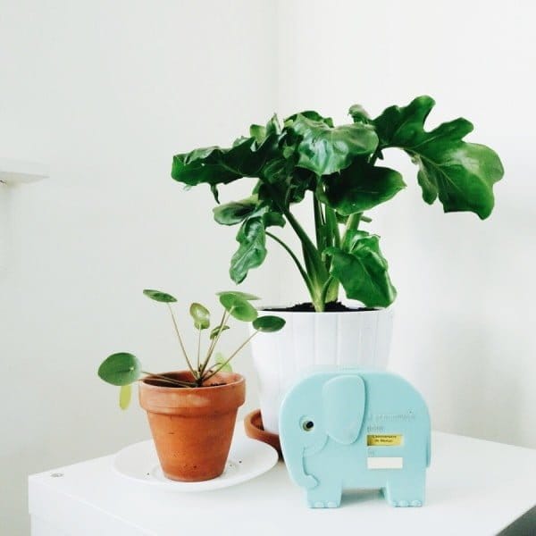 Meer groen in huis met Ogreen