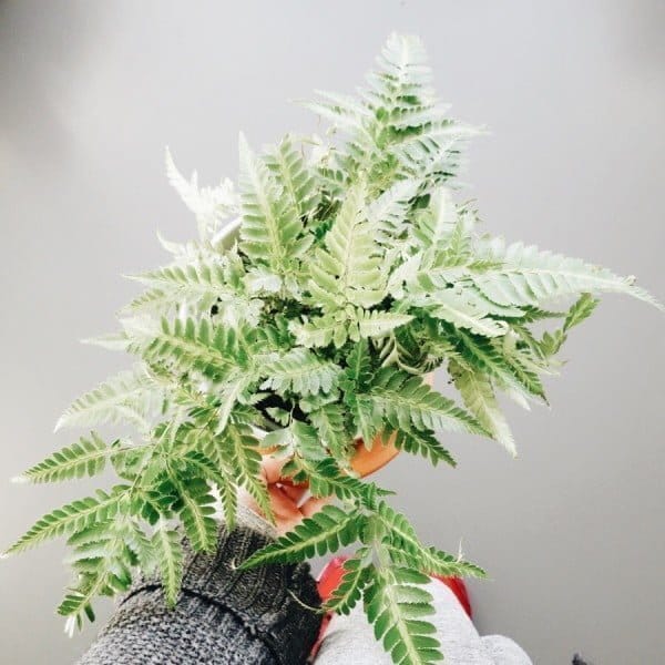 Meer groen in huis met Ogreen