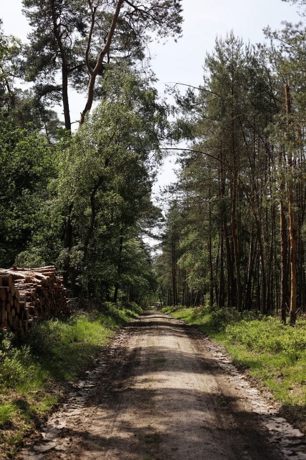 wandelen in het Vierhouterbos