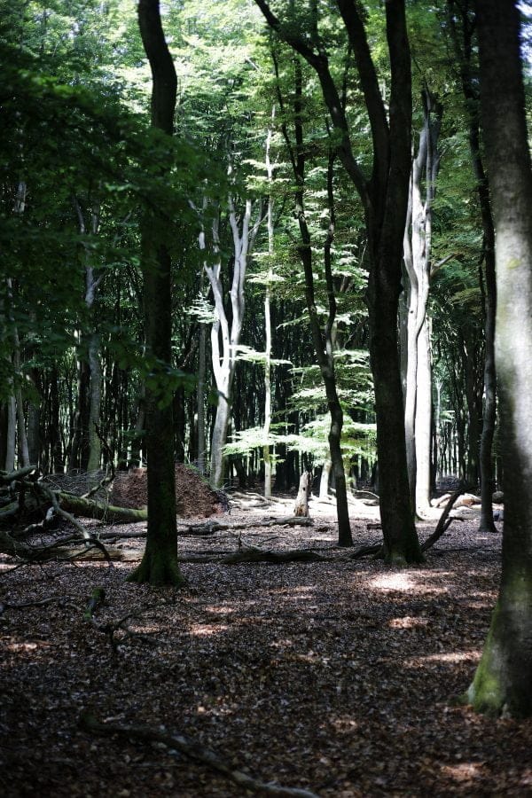 wandelen in het Vierhouterbos