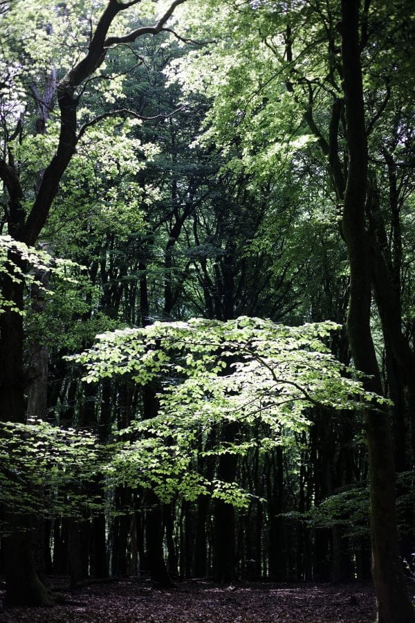 wandelen in het Vierhouterbos