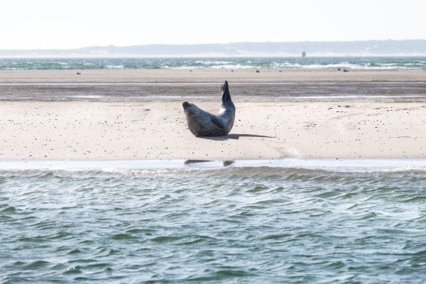 Zeehonden spotten op Vlieland
