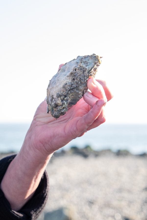Oesters eten op Vlieland