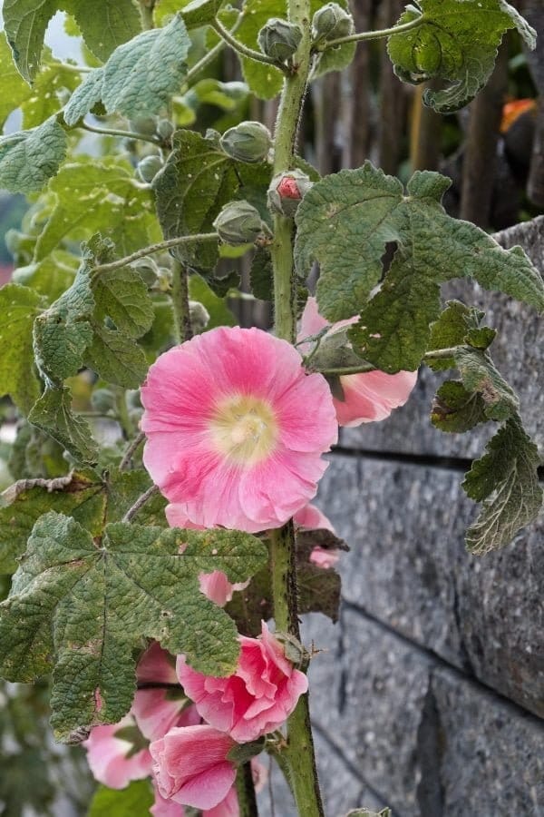 stokrozen-oostenrijk