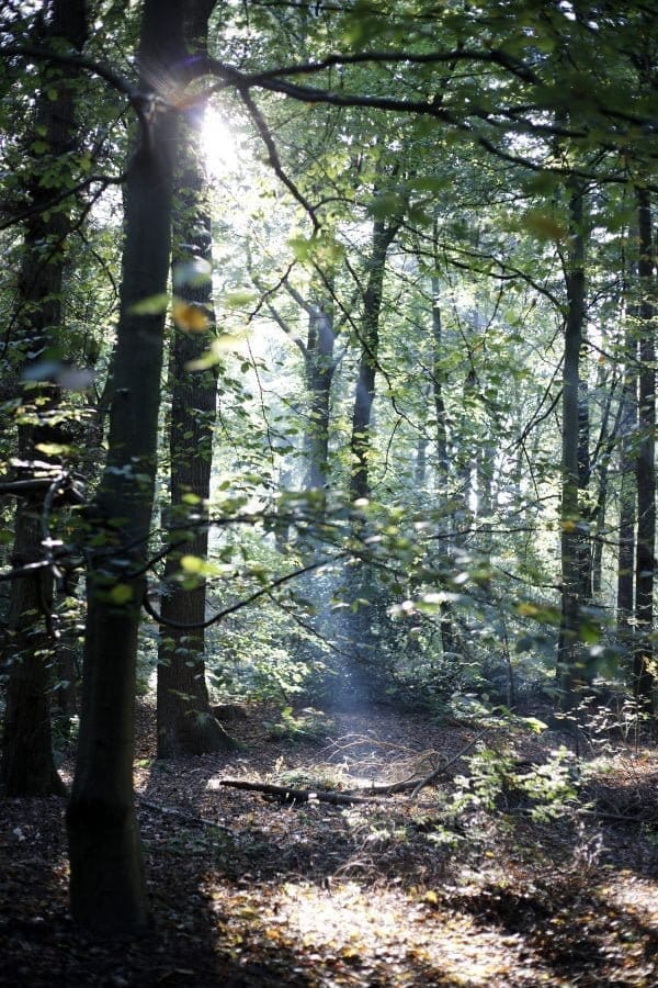 simpel boeket uit het bos Food Bandits 4 e1594325483388 - De fijnste vakantiehuisjes in Gaasterland (Friesland)