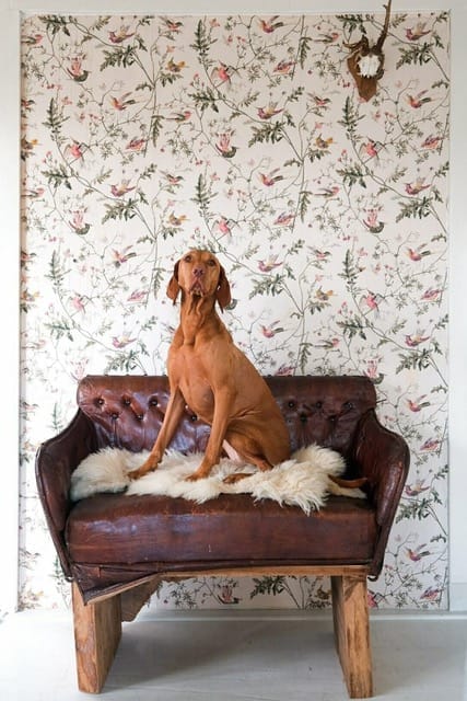 Vakantiehuis-hondvriendelijk