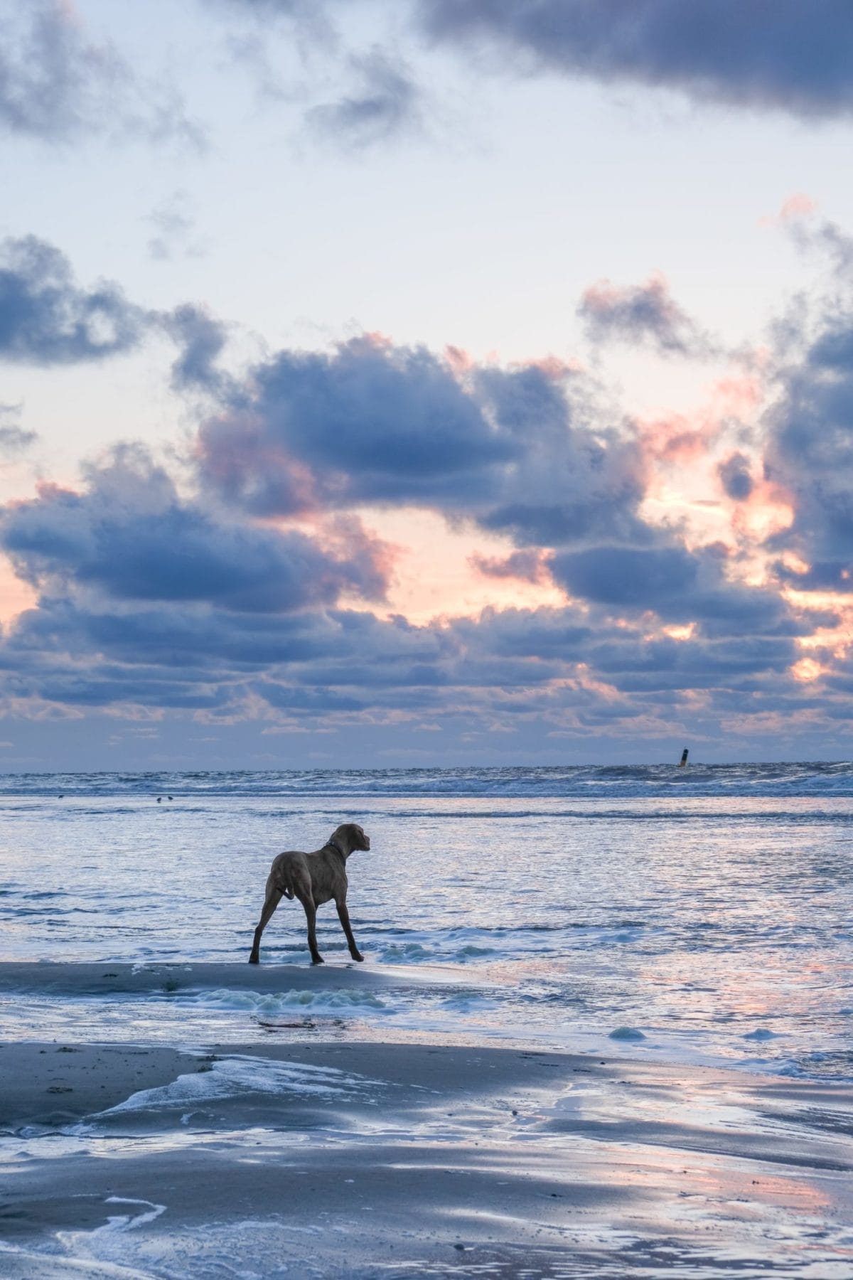 hondvriendelijk hotel Texel
