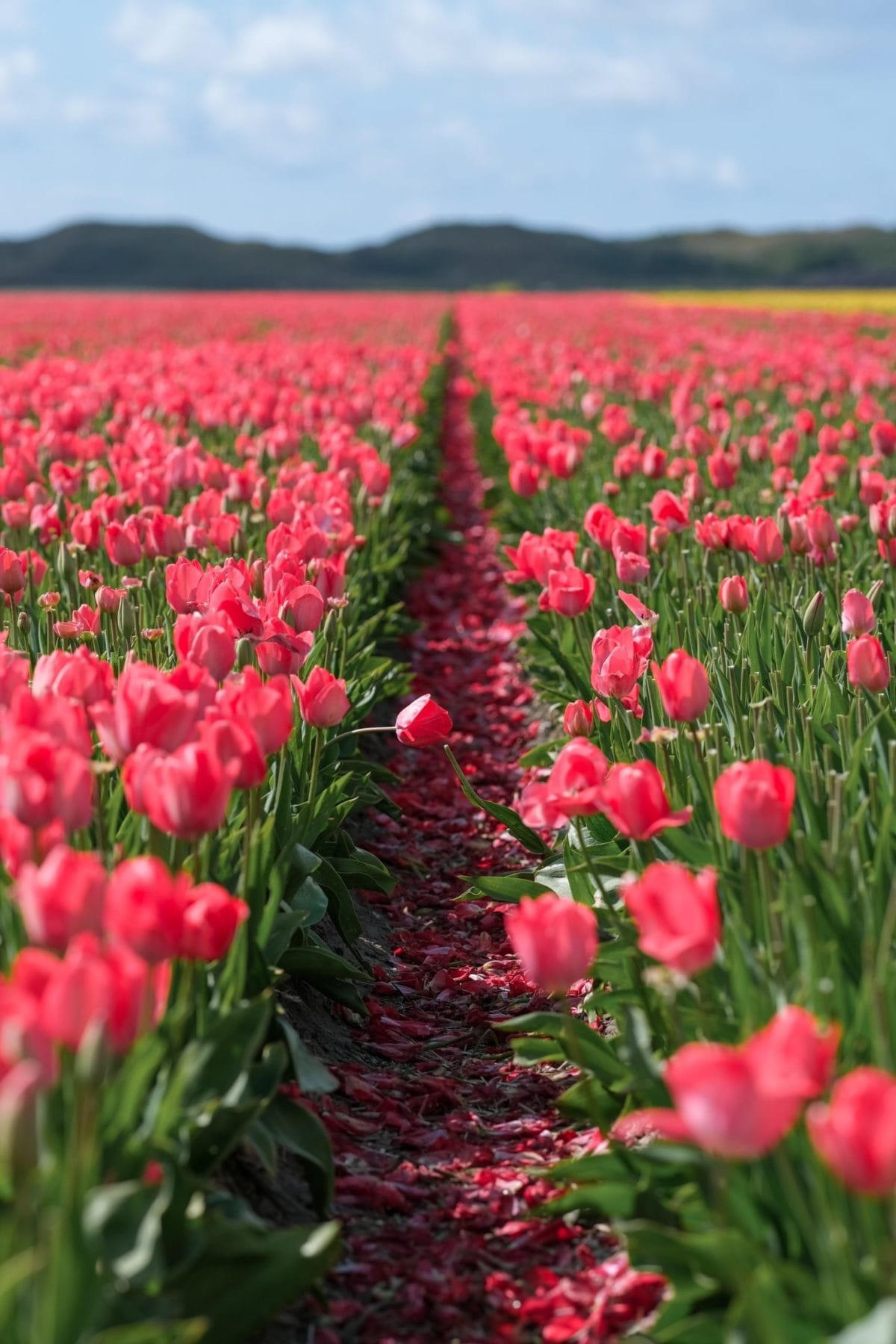 Tulpen op Texel in de Lente
