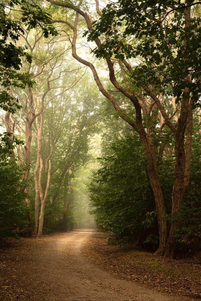 Fotospot Zeeland: Clingse bossen