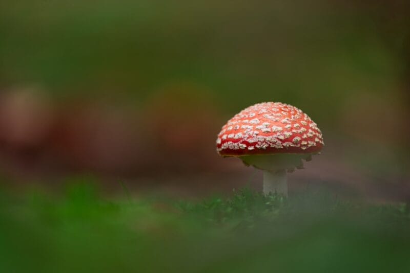 Fotospot Zeeland: Clingse bossen