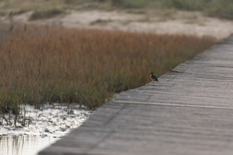 Fotospot Zeeland: Nieuwvliet bad