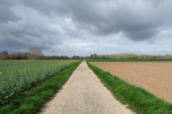 Auvers - Korenveld met kraaien